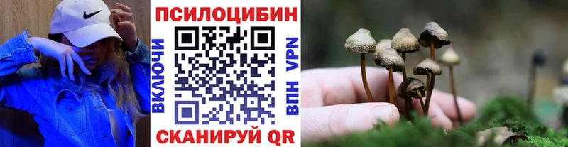 купить наркоту  Тында  Псилоцибиновые грибы Psilocybine cubensis 